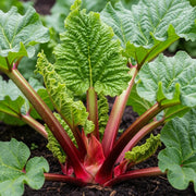 Victoria Rhubarb Plant with large green leaves and thick red stalks growing in dark, rich soil, showcasing healthy garden vegetation.